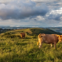 Cows in Cloudy Landscape