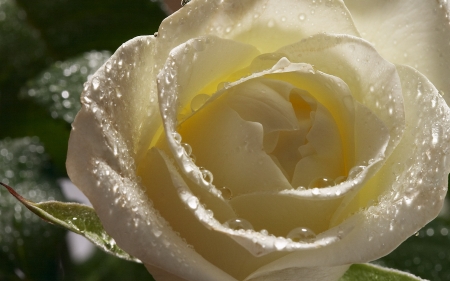 Yellow Rose - Rose, Yellow, Love, Friendship, Flower