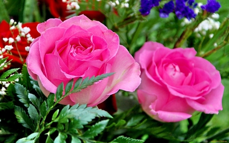 Fresh Roses - field, grass, roses, pink