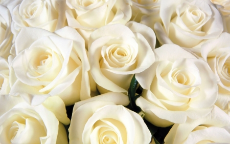 Delicate White Roses