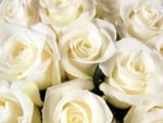 Delicate White Roses