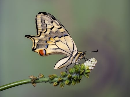 Butterfly - insect, butterfly, flower, fluture