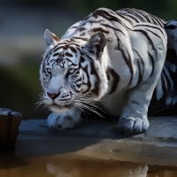 White tiger