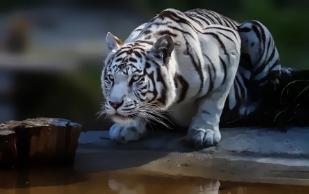 White tiger - white, animal, paw, tigru, tiger