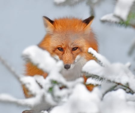 Fox - vulpe, white, winter, animal, fox, snow, iarna, orange