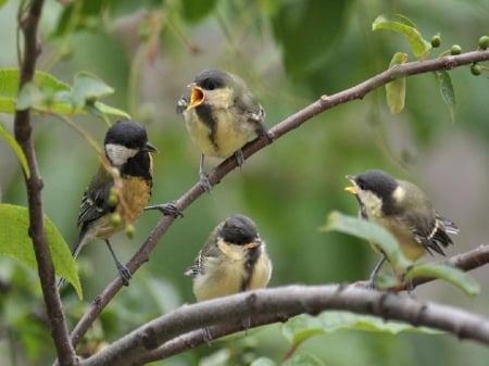 great tit family