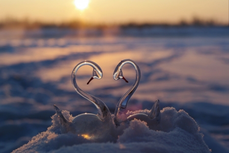 * - swans, glass, reflection, snow, river, winter, sunset