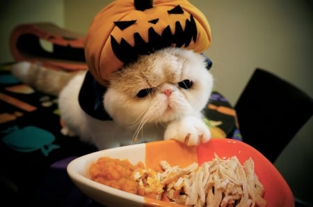 Halloween kitty