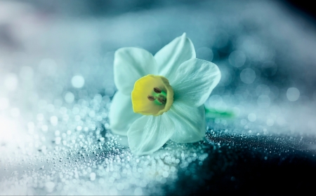 Flower - close up, blue, flower, petals