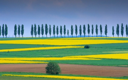 Lower Saxony,Germany - nature, trees, landscape, field, lower saxony, germany