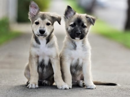 Two Puppies - animal, road, dog, puppies, face, sitting