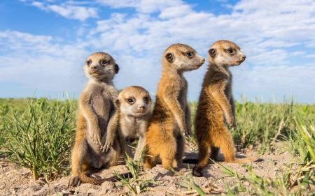 Tiere - deutschland, tiere, blau, wiese