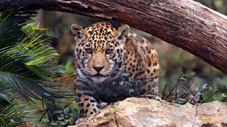 Jaguar - Wild Cat Species, Wild Cats, Jaguar, Wildlife