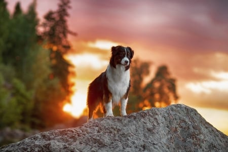 Cute Dog - nature, stones, trees, dog