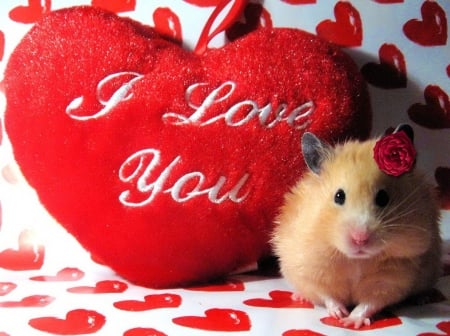 Love - Hamster, Love, Rot, Deutschland