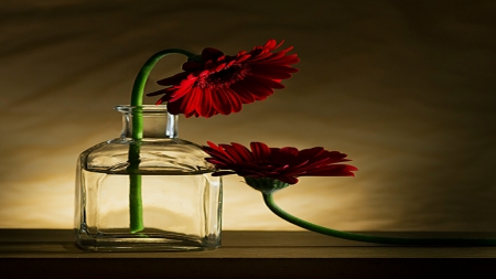 Still life with flowers - Photograph, Bottle, Gerbera, Flowers