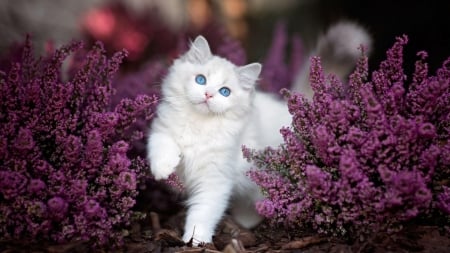 Blue Eyes Kitten - blue, eyes, cat, flowers, white, animal, purple, kitten, garden