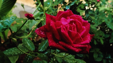 After Rain - drops, petals, leaves, flowers, nature, red, green, rain, rose