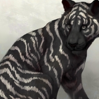 Black tiger