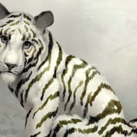 White tiger