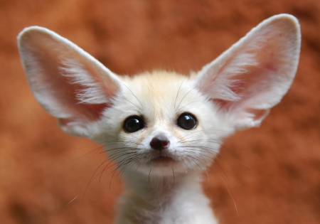 Fennec - vulpe, animal, fox, ears, cute, orange, fennec