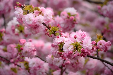 Spring - branch, sakura, blossom, cherry, spring, flower, pink