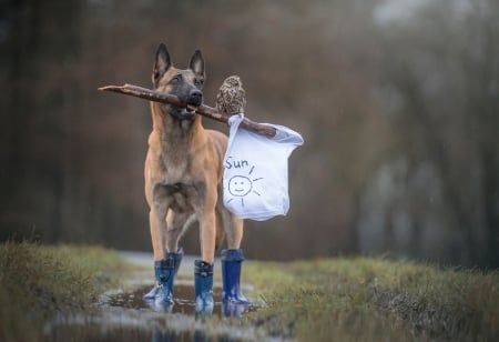 :-) - caine, pasari, traveler, dog, bufnita, funny, owl, burd