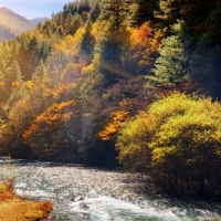 Autumn River China Forest