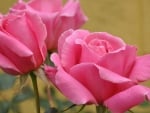 Pink Roses