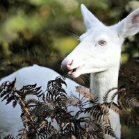 Albino Deer