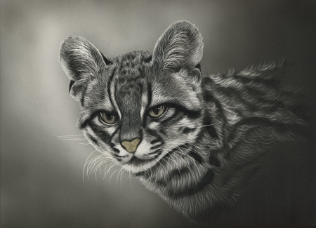 Wild cat - draw, leopard, animal, art, wild, cat