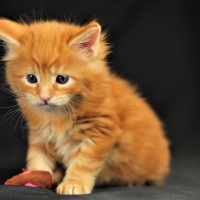 Cute Kitten