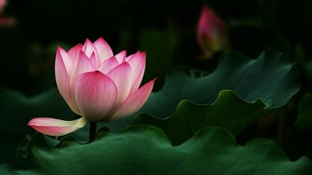 Pink Lotus - lotus, nature, green, flower, petals, pink, leaves