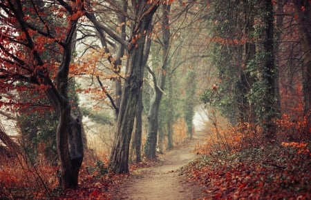 Autumn leaves - path, trees, autumn, forest, leaves