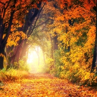 Autumn Yellow And Orange Trees Tunnels 