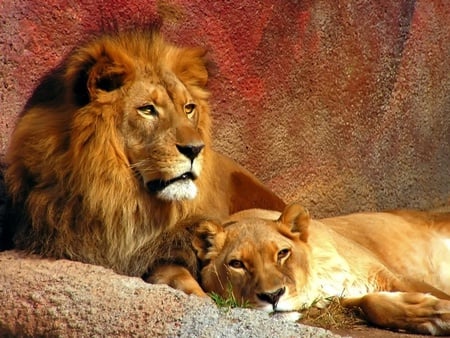 Lion - lion, animal