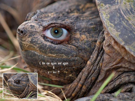 eye - tortoise, animal, people, vision, eye