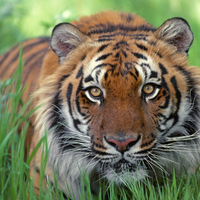 Beautiful And Majestic TIGER