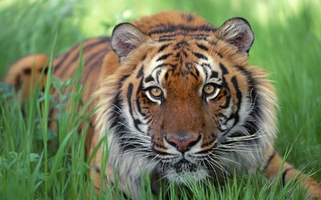 Beautiful And Majestic TIGER - india, cat, beautiful, majestic, tiger, exotic