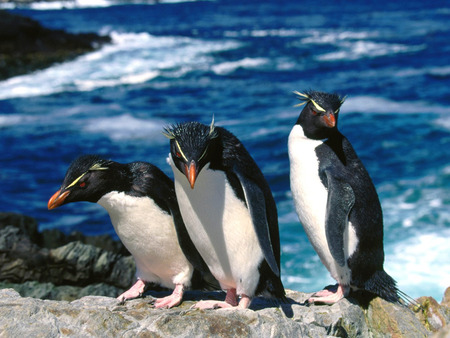 Where Did It Go? - ocean, penguins, land, cold