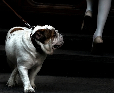 funny - dog, heel, white, legs