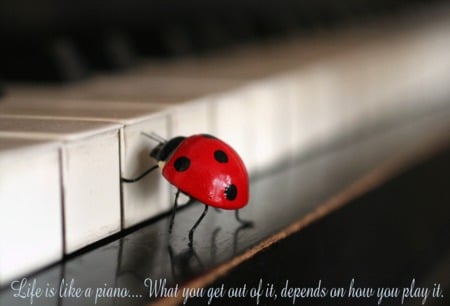 lady-bugs - piano, black, red, quote