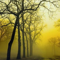 Golden Fog