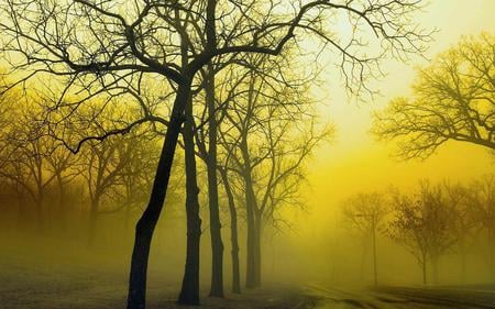 Golden Fog - roads, trees, yellow, fog, scenery, landscape, fall, nature, autumn, golden