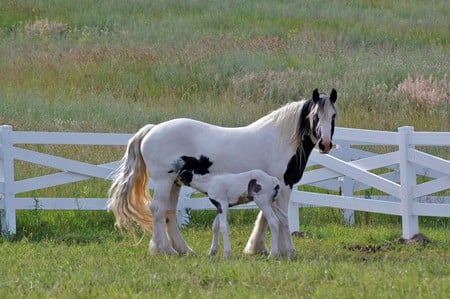 Gypsy Vanner - gypsy vanner, cavalo, horse, animals