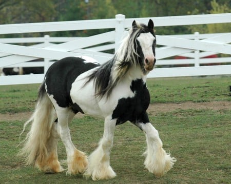 Gypsy Vanner