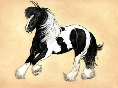 Gypsy Vanner - gypsy vanner, cavalo, horse, animals