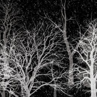 Winters Trees