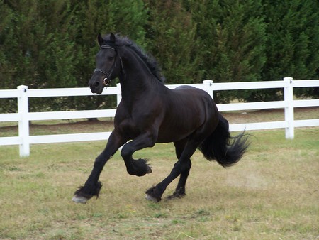 Horse - cavalo, horse, animals