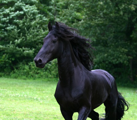 The King - animal, cavalo, friesian, horse